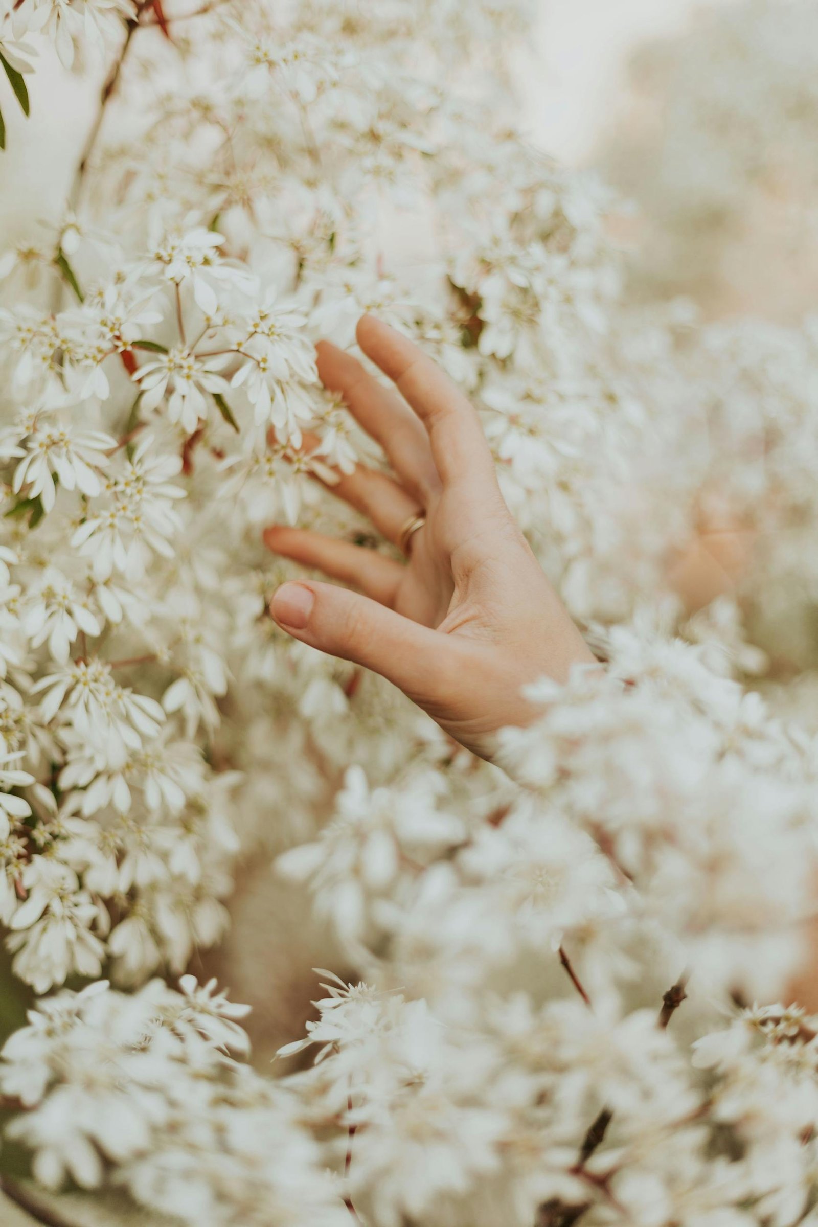 A delicate hand gently touches white blossoms, symbolizing spring's beauty and renewal.
